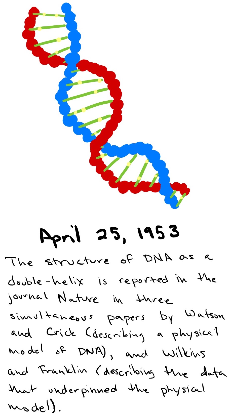 A DNA double helix